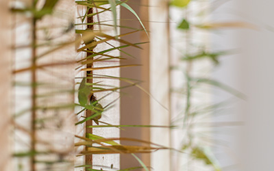 Eternal spring (detail2)