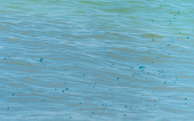 Canada, UK, Poland, US / Winter, Spring, Autumn, Summer (detail2)